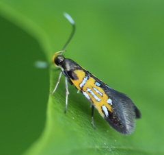 Schiffermuelleria schaefferella