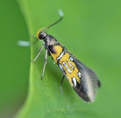 Schiffermuelleria schaefferella