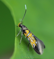 Schiffermuelleria schaefferella