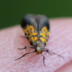 Schiffermuelleria schaefferella