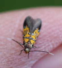 Schiffermuelleria schaefferella