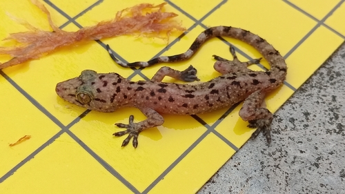 Double-spotted Gecko
