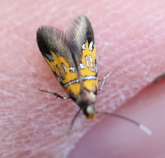 Schiffermuelleria schaefferella