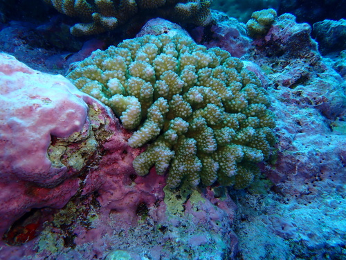 Pocillopora verrucosa observed 2026-09-29