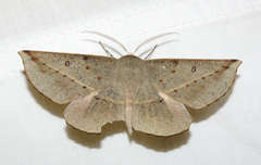 Phallaria ophiusaria