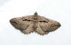 Chrysolarentia plagiocausta