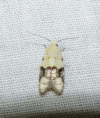 Tracholena sulfurosa