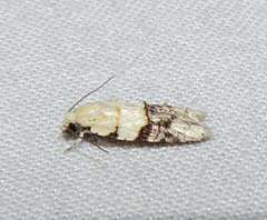 Tracholena sulfurosa