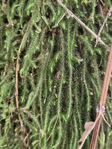 Echinodiopsis hispida observed 2026-09-29