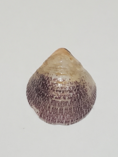 Septaria observed 2026-07-08
