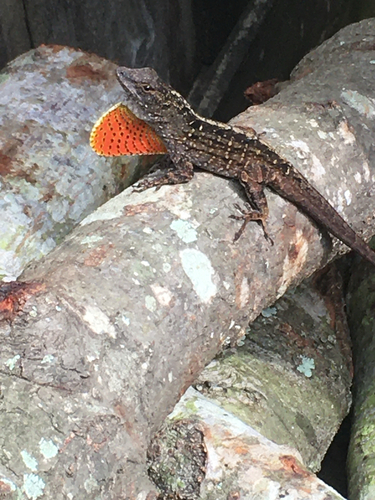Brown Anole