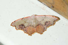 Epicompsa xanthocrossa