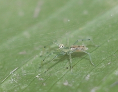 Asemonea