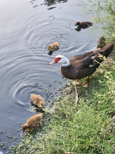 Domestic Muscovy Duck
