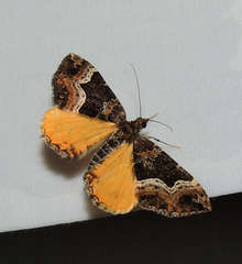 Chrysolarentia lucidulata