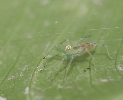 Asemonea