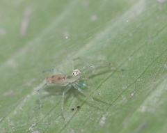 Asemonea