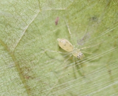 Asemonea