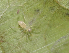 Asemonea