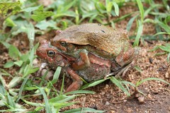 African Split-Skin Toad photo 4