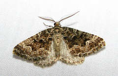 Xanthorhoe xanthospila