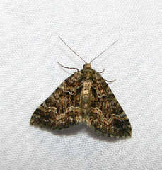 Xanthorhoe xanthospila