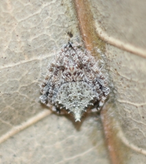 Eriovixia