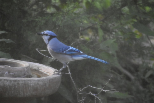 Blue Jay