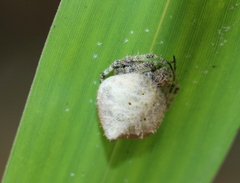 Eriovixia