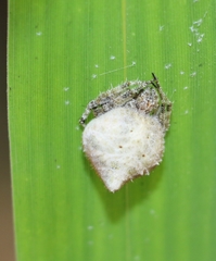 Eriovixia