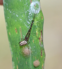 Tylorida ventralis