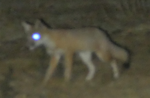 Swift Fox observed by wesleymcgee1207