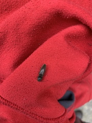 Athous haemorrhoidalis