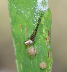 Tylorida ventralis