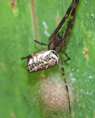 Tylorida ventralis