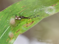 Tylorida ventralis