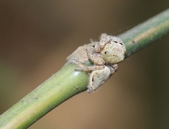 Vailimia