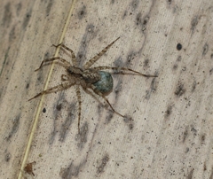 Lycosidae