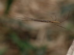 Tetragnatha