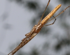 Tetragnatha