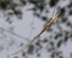 Tetragnatha
