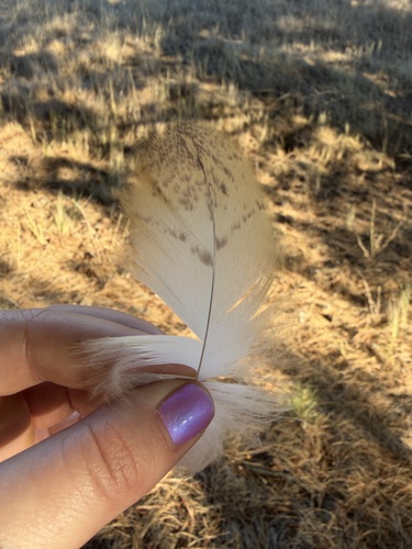 American Barn Owl