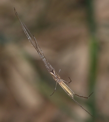 Tetragnatha