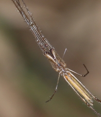 Tetragnatha