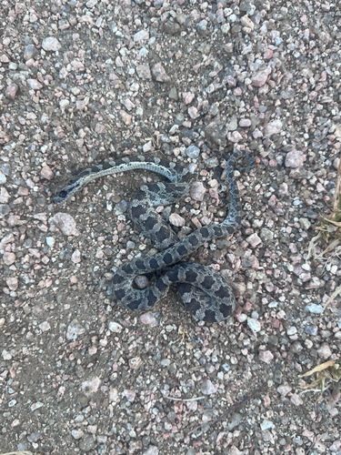 Great Plains Ratsnake