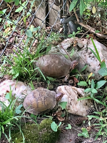 Three-toed Box Turtle