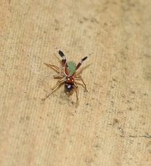 Siler semiglaucus