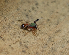 Siler semiglaucus