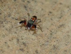Siler semiglaucus