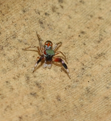 Siler semiglaucus